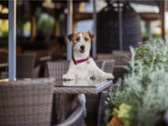 Murrells Inlet, SC Dog-Friendly Dining Destinations dog-friendly-murrells-inlet
