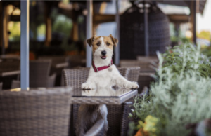 Murrells Inlet, SC Dog-Friendly Dining Destinations dog-friendly-murrells-inlet