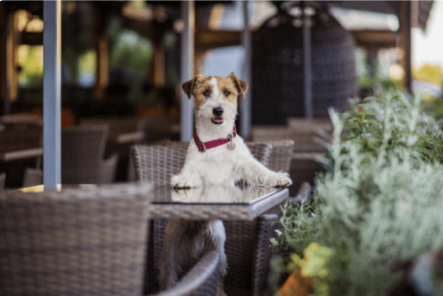 dog-friendly-murrells-inlet