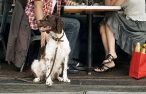 Dining Out with Your Doggo: Training Tips from Uncle Nick for Dog-Friendly Restaurants in Myrtle Beach dog-restaurant-myrtle-beach-uncle-nick