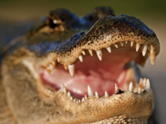 Will I Get Eaten By An Alligator In Myrtle Beach? gator-attack-myrtle-beach