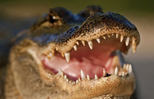 Will I Get Eaten By An Alligator In Myrtle Beach? gator-attack-myrtle-beach