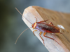 Top Pest Control Companies in Myrtle Beach: Keeping Your Home Bug-Free myrtle-beach-pest-control