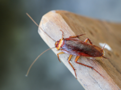 Top Pest Control Companies in Myrtle Beach: Keeping Your Home Bug-Free myrtle-beach-pest-control