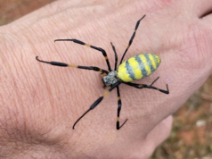 Types of Bugs and Spiders in Myrtle Beach myrtle-beach-bugs-spiders