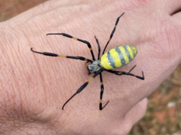 myrtle-beach-bugs-spiders