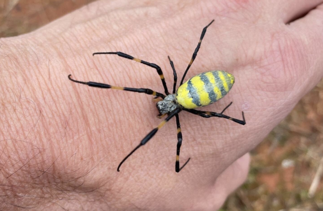 myrtle-beach-bugs-spiders