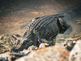 alligators-in-myrtle-beach