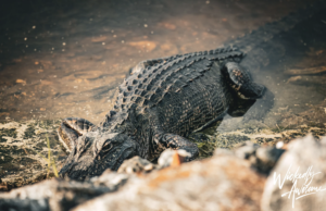 Are There Alligators in Myrtle Beach? alligators-in-myrtle-beach