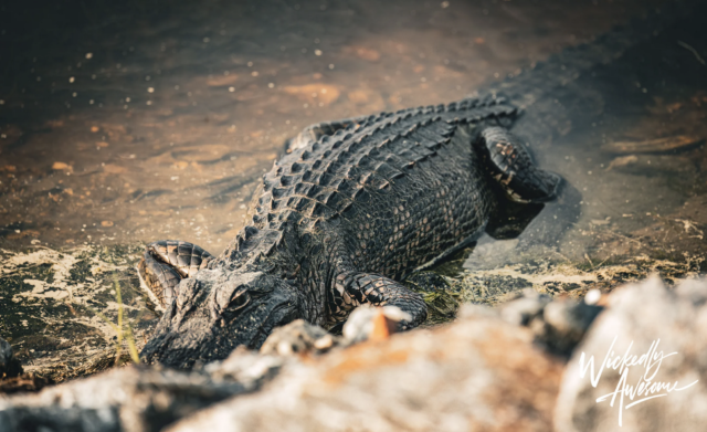 alligators-in-myrtle-beach