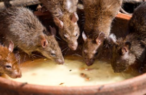 3 Simple Ways to Help Keep Rodents Out of Your Café Kitchen