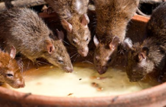 3 Simple Ways to Help Keep Rodents Out of Your Café Kitchen
