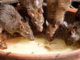 3 Simple Ways to Help Keep Rodents Out of Your Café Kitchen